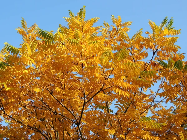 Follaje Nogal Manchú Juglans Mandshurica Otoño — Foto de Stock