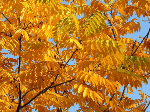 Follaje Nogal Manchú Juglans Mandshurica Otoño — Foto de Stock