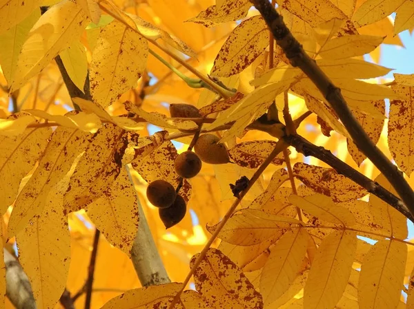 Manchurian Walnut Fruit Juglans Mandshurica Yellow Foliagejuglans Ova — Stock Photo, Image