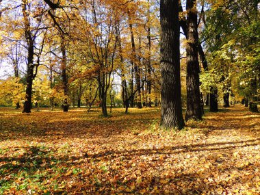 Sarı sonbahar park ağaçlarda