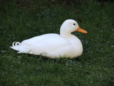 Pekin ördeği doğurmak çimenlerin üzerinde