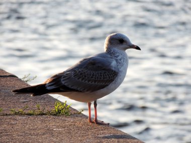 Genç martı Larus argentatus, Neva Nehri'nin üzerinde