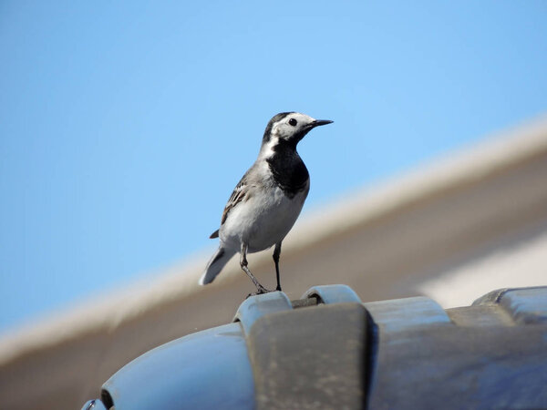 White Wagtail (Motacilla alba) весной
