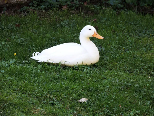 Peking duck breed  on the grass
