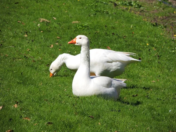 Legart Danish Domestic Geese — Stock Photo, Image