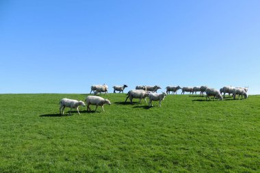Yamaçta otlatma koyun sürüsü