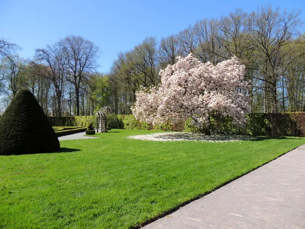 Magnolia Floreciente Parque Regular Del Castillo Medieval Menkemaborg Holanda —  Fotos de Stock