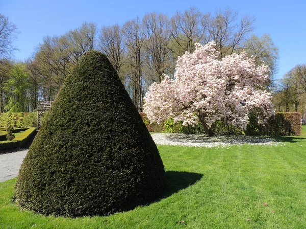 Magnolia Floreciente Parque Regular Del Castillo Medieval Menkemaborg Holanda —  Fotos de Stock