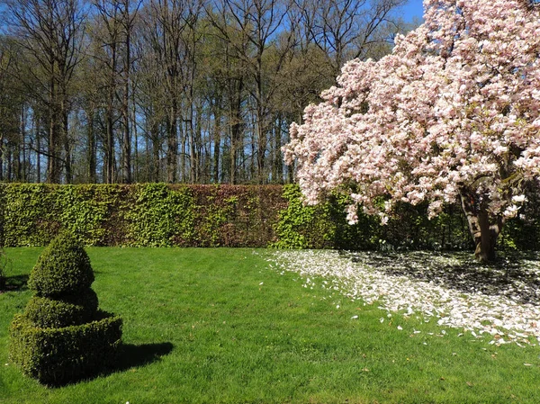 Magnólia Florescente Parque Regular Castelo Medieval Menkemaborg Holanda — Fotografia de Stock