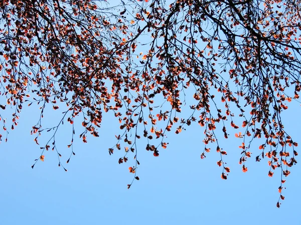 Ramas Árbol Con Hojas Rojas Jóvenes Contra Cielo — Foto de Stock