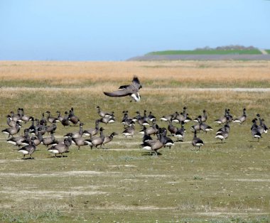 Siyah kazlar koloni, Branta bernicla, bahar Kuzey Denizi üzerinde