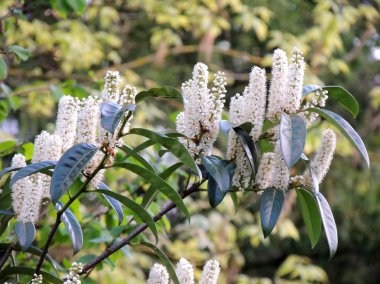 Laurel Cherry, karayemiş, çiçeklenme sırasında