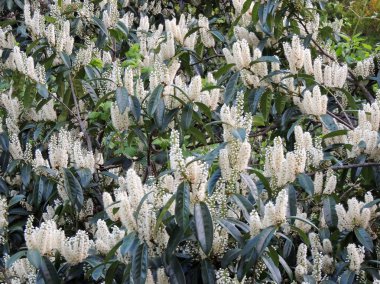 Laurel Cherry, karayemiş, çiçeklenme sırasında