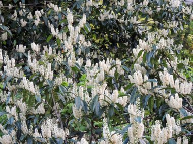 Laurel Cherry, karayemiş, çiçeklenme sırasında
