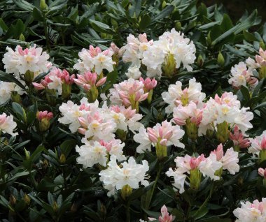 Çiçek açan ormangülü, İlkbahar, Nisan