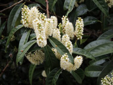 Laurel Cherry, karayemiş, çiçeklenme sırasında