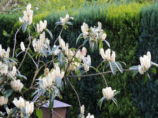 Laurel Cherry Prunus Laurocerasus Tijdens Bloei — Stockfoto