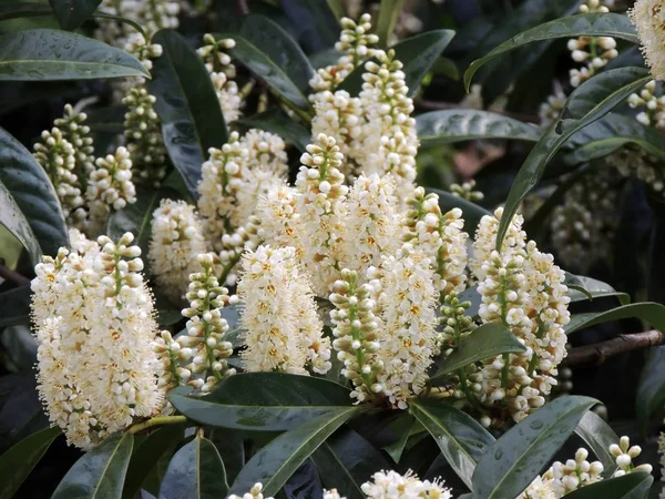 Laurel Cherry Prunus Laurocerasus Blomningen — Stockfoto