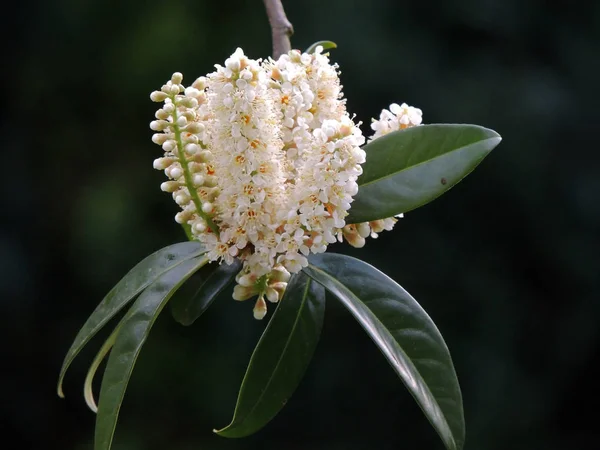 Laurel Cherry Prunus Laurocerasus Время Цветения — стоковое фото