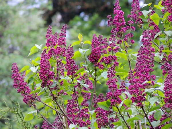 Beginning Flowering Lilac — Stock Photo, Image