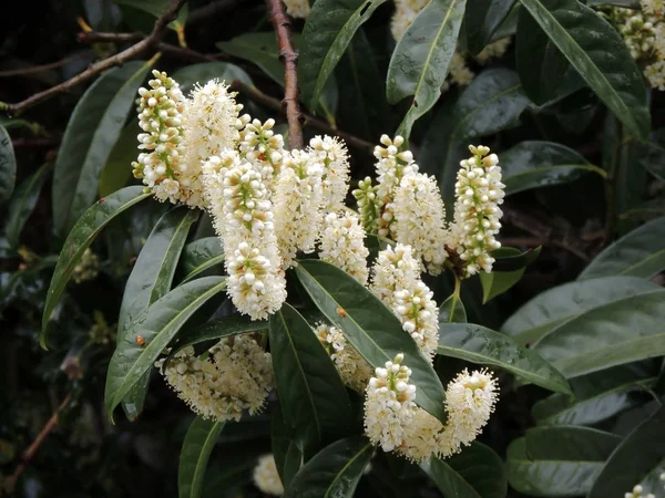 Laurel Cherry Prunus Laurocerasus Время Цветения — стоковое фото