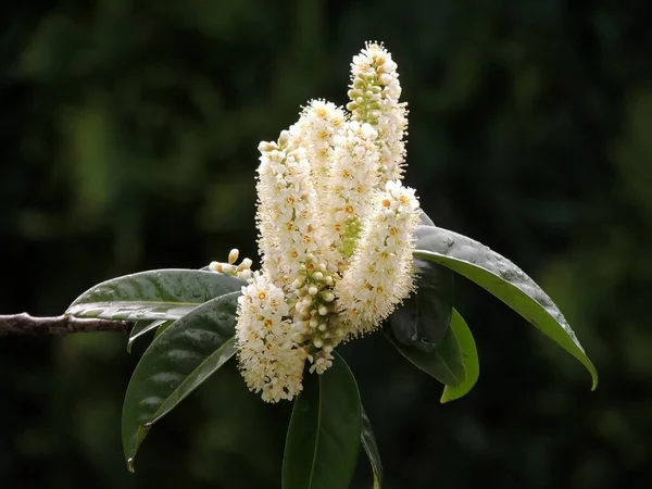 Laurel Cherry Prunus Laurocerasus Время Цветения — стоковое фото