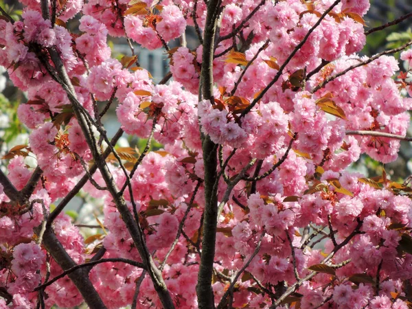 Japońska Wiśnia Prunus Serrulata Podczas Kwitnienia — Zdjęcie stockowe