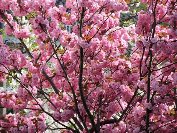 Ciliegia Giapponese Prunus Serrulata Durante Fioritura — Foto Stock