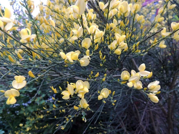 Gorse Espagnole Spartium Junceum Pendant Floraison — Photo