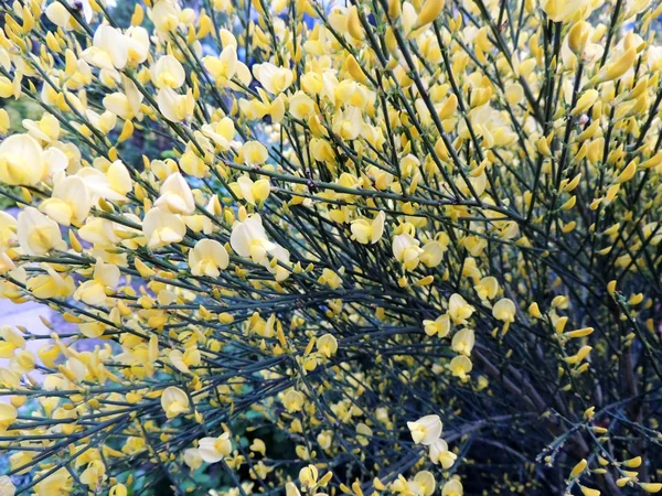 Gorse Espagnole Spartium Junceum Pendant Floraison — Photo