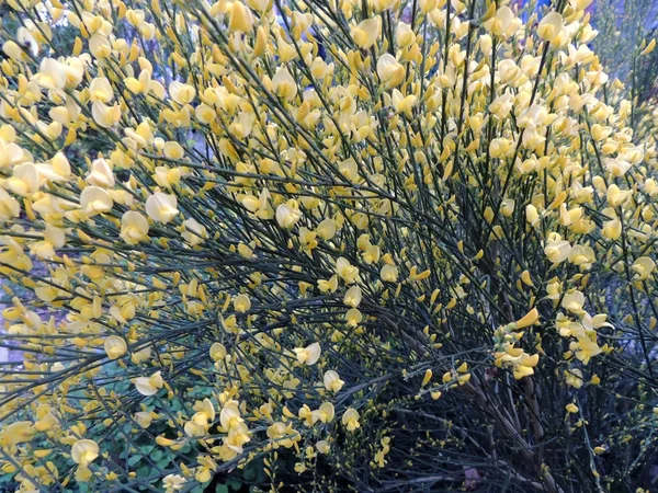 Gorse Espagnole Spartium Junceum Pendant Floraison — Photo