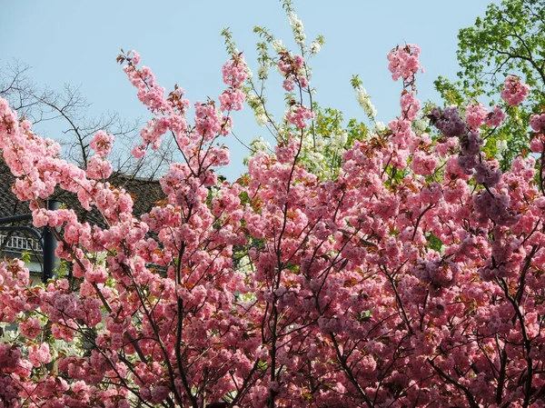 Cerise Japonaise Prunus Serrulata Pendant Floraison — Photo