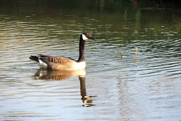 Black Geese Branta Bernicla Water Spring — Stock Photo, Image