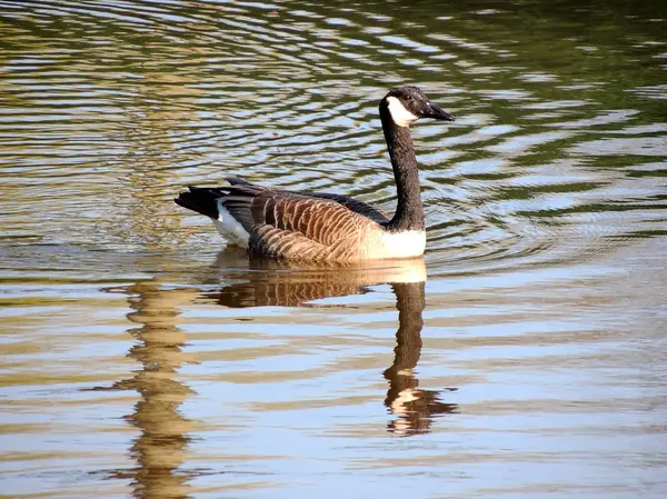 Black Geese Branta Bernicla Water Spring — Stock Photo, Image