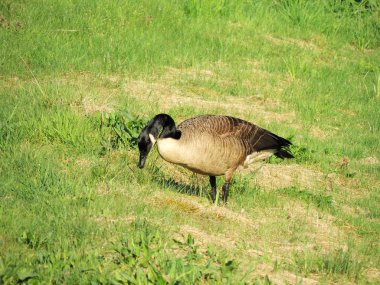 Siyah kazlar, çim, Branta bernicla bahar