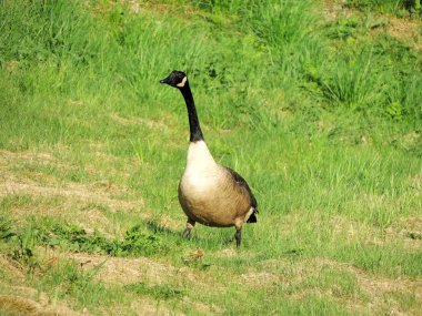 Siyah kazlar, çim, Branta bernicla bahar