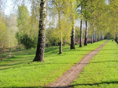 Bahar sabahı sokakta huş ağacı
