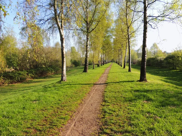 Bouleau Ruelle Matin Printemps — Photo