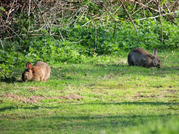 Coelhos Selvagens Oryctolagus Cuniculus Numa Clareira Parque — Fotografia de Stock