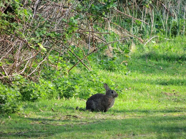 Coelho Selvagem Oryctolagus Cuniculus Numa Clareira Parque — Fotografia de Stock