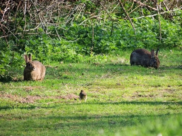 Coelhos Selvagens Oryctolagus Cuniculus Numa Clareira Parque — Fotografia de Stock