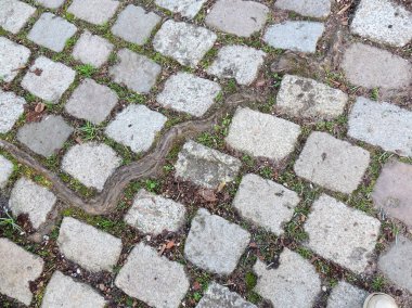 Cobblestones arasında büyüyen ağaç kök döşeli yolları