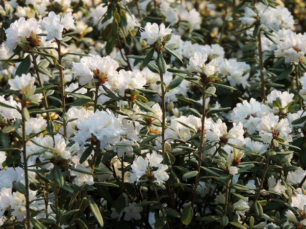 Rhododendron Scrabrifolium Während Der Blüte — Stockfoto