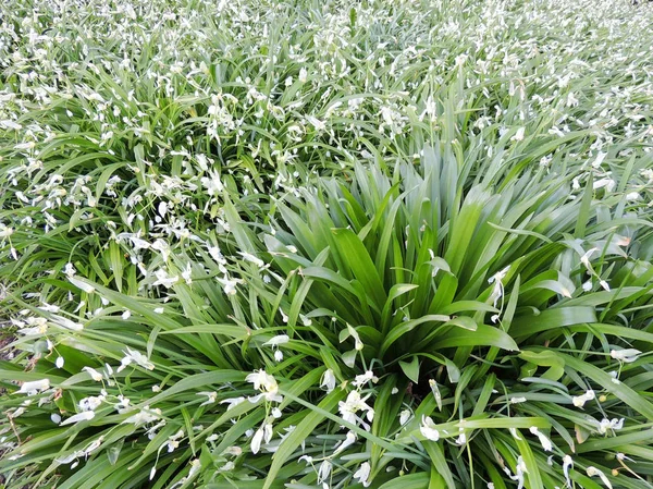 Cebollas Extrañas Allium Paradoxum Durante Floración Primavera — Foto de Stock