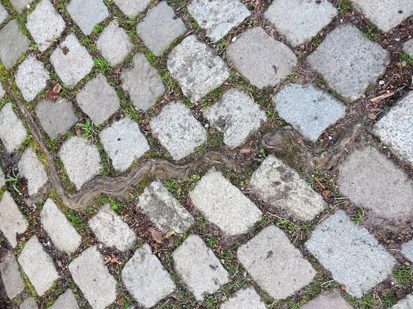 石畳の間成長ツリーのルートは舗装のパス — ストック写真