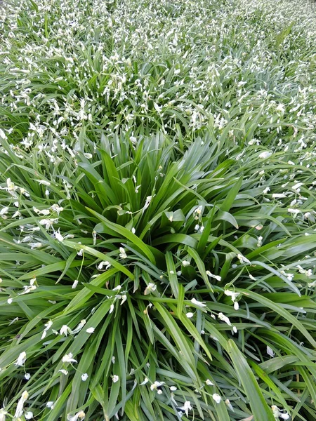 Cebollas Extrañas Allium Paradoxum Durante Floración Primavera —  Fotos de Stock