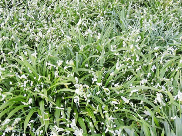 Oignons Étranges Allium Paradoxum Pendant Floraison Printemps — Photo