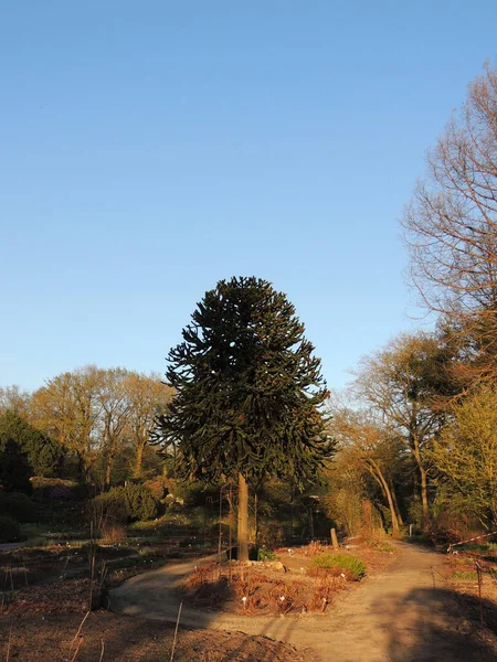 Chilean Araucaria Araucaria Araucana Blue Sky — Stock Photo, Image