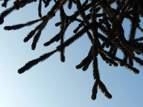 ナンヨウスギ属 アラウカリア アローカナ 青い空を背景 — ストック写真