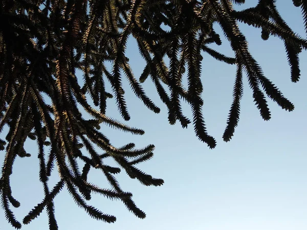 Araucaria Chilienne Araucaria Araucana Contre Ciel Bleu — Photo